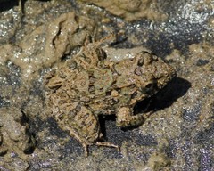 Fejervarya cancrivora