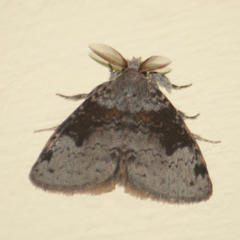 Ilema costalis