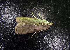 Oreana unicolorella