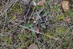 Leuzea conifera