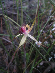 Caladenia heberleana