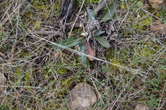 Leuzea conifera