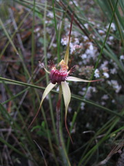 Caladenia heberleana