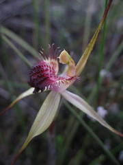 Caladenia heberleana