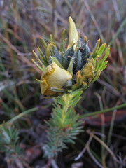 Gompholobium capitatum