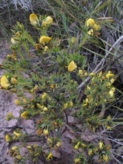 Gompholobium capitatum