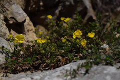 Potentilla pusilla