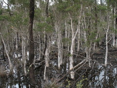 Melaleuca sparsiflora
