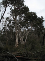 Melaleuca sparsiflora