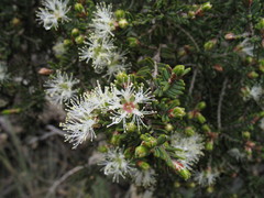 Melaleuca sparsiflora