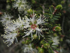 Melaleuca sparsiflora