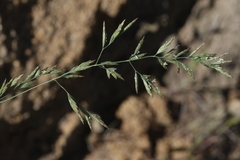 Poa secunda