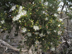 Melaleuca sparsiflora
