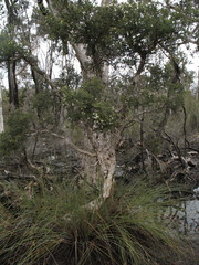 Melaleuca sparsiflora