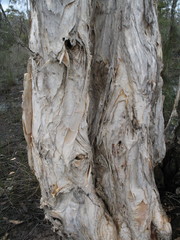 Melaleuca sparsiflora
