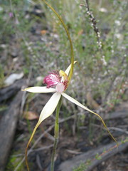 Caladenia heberleana