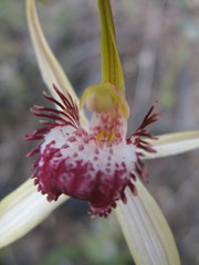 Caladenia heberleana