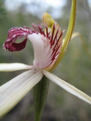 Caladenia heberleana