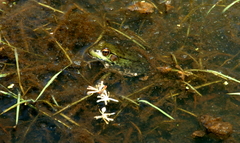 Lithobates clamitans