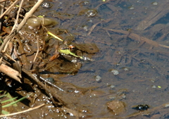 Lithobates clamitans