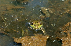 Lithobates clamitans