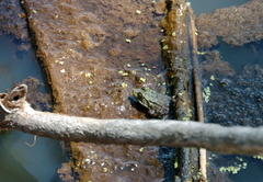 Lithobates clamitans