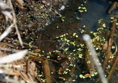 Lithobates clamitans