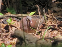 Nesoenas picturatus