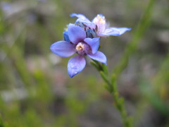 Philotheca nodiflora