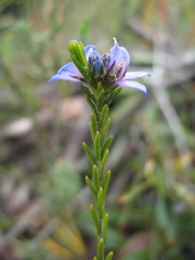 Philotheca nodiflora