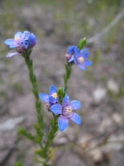 Philotheca nodiflora