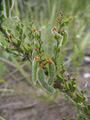 Acacia chrysocephala