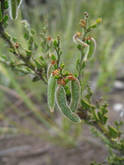 Acacia chrysocephala