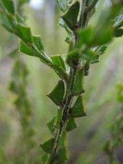 Acacia chrysocephala
