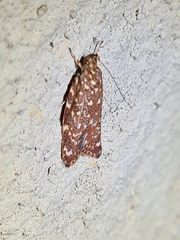 Syringoseca rhodoxantha