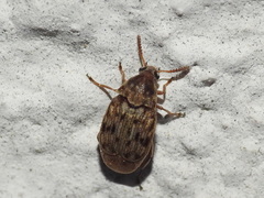 Acanthoscelides obtectus