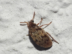 Acanthoscelides obtectus