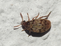 Acanthoscelides obtectus