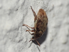 Acanthoscelides obtectus