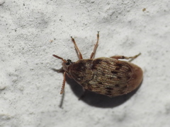 Acanthoscelides obtectus