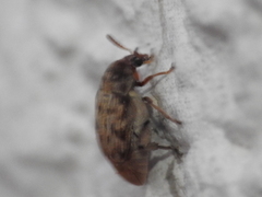 Acanthoscelides obtectus