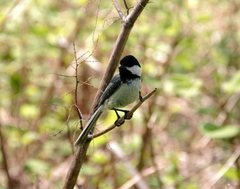 Poecile atricapillus