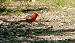 Cardinalis cardinalis