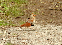 Cardinalis cardinalis