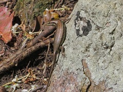 Trachylepis sechellensis