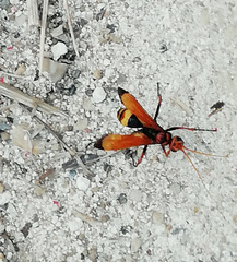 Cryptocheilus annulatus