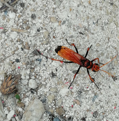 Cryptocheilus annulatus