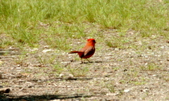 Cardinalis cardinalis