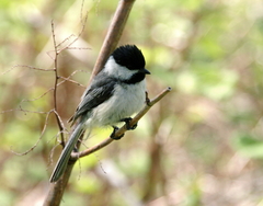 Poecile atricapillus