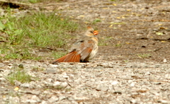 Cardinalis cardinalis